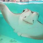 Newport Aquarium