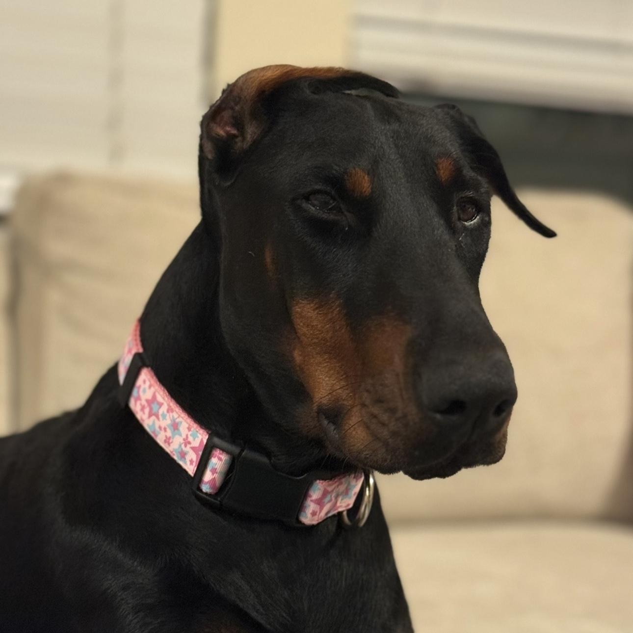 Our dog, Nala