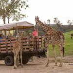 San Diego Zoo Safari Park