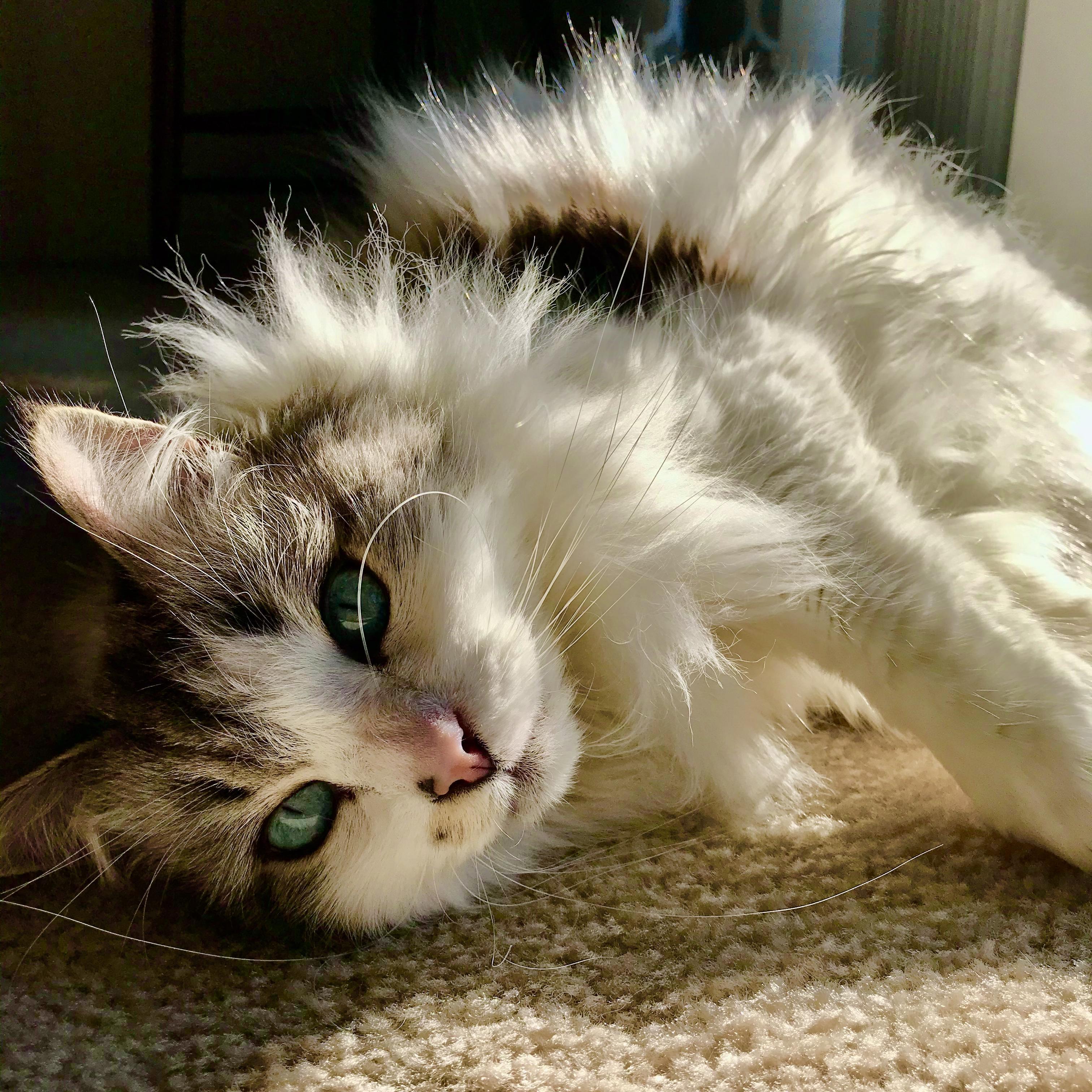 Moment: Living with our, Ollie