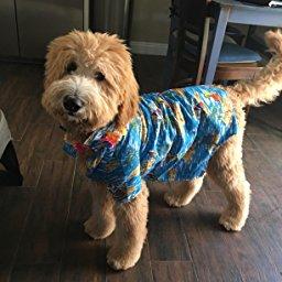 Canine Hawaiian Shirts - size L