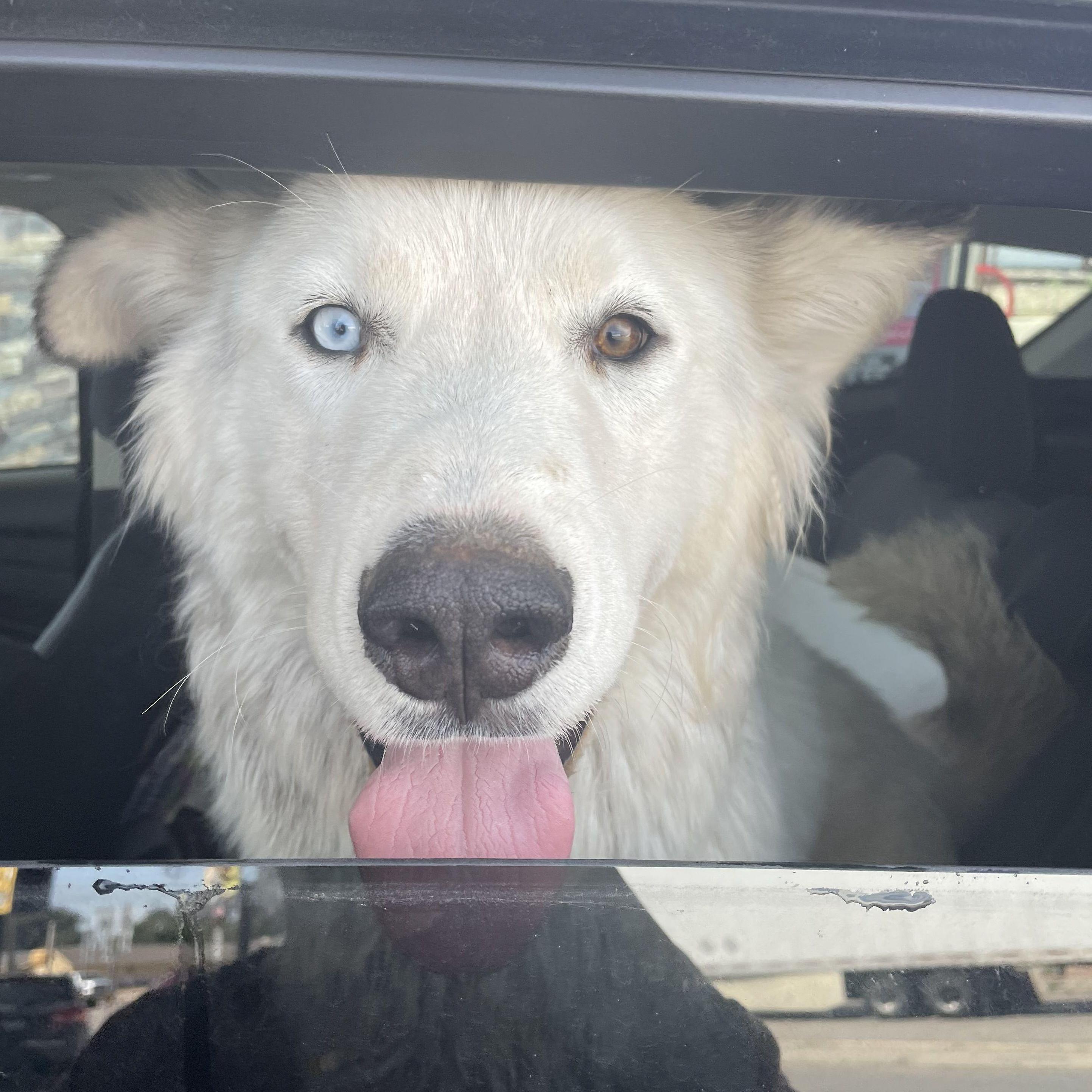 the day we found our boy