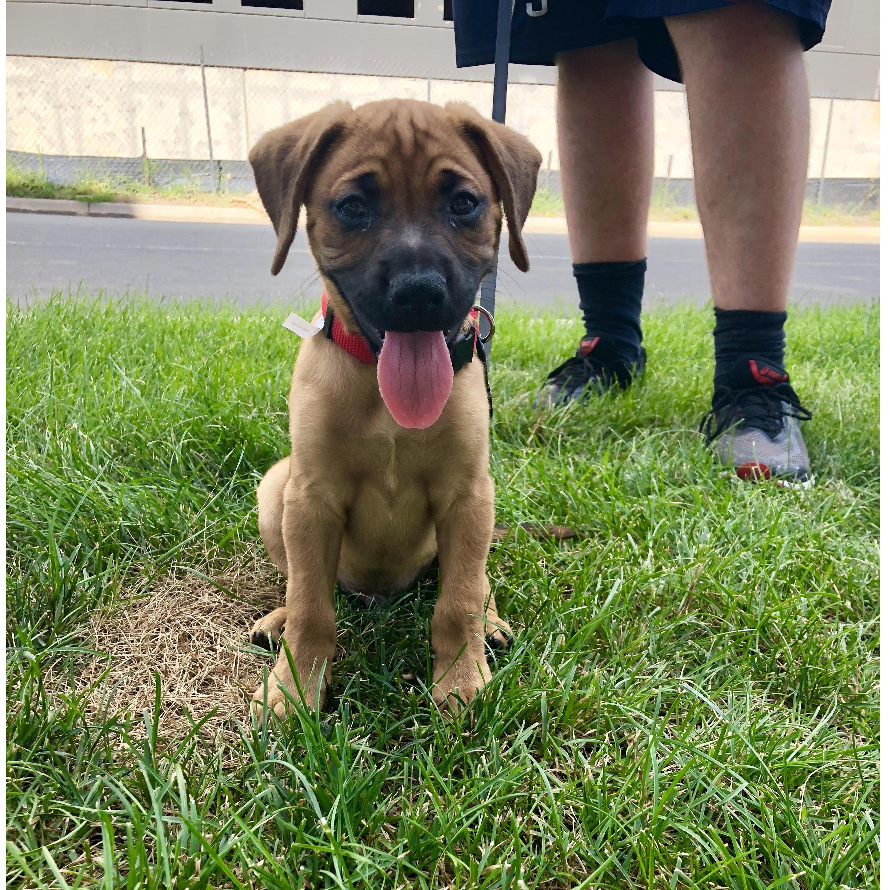 In August of 2018, we welcomed home this sweet boy - Theodore!