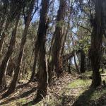 Goleta Monarch Butterfly Grove at Ellwood Mesa