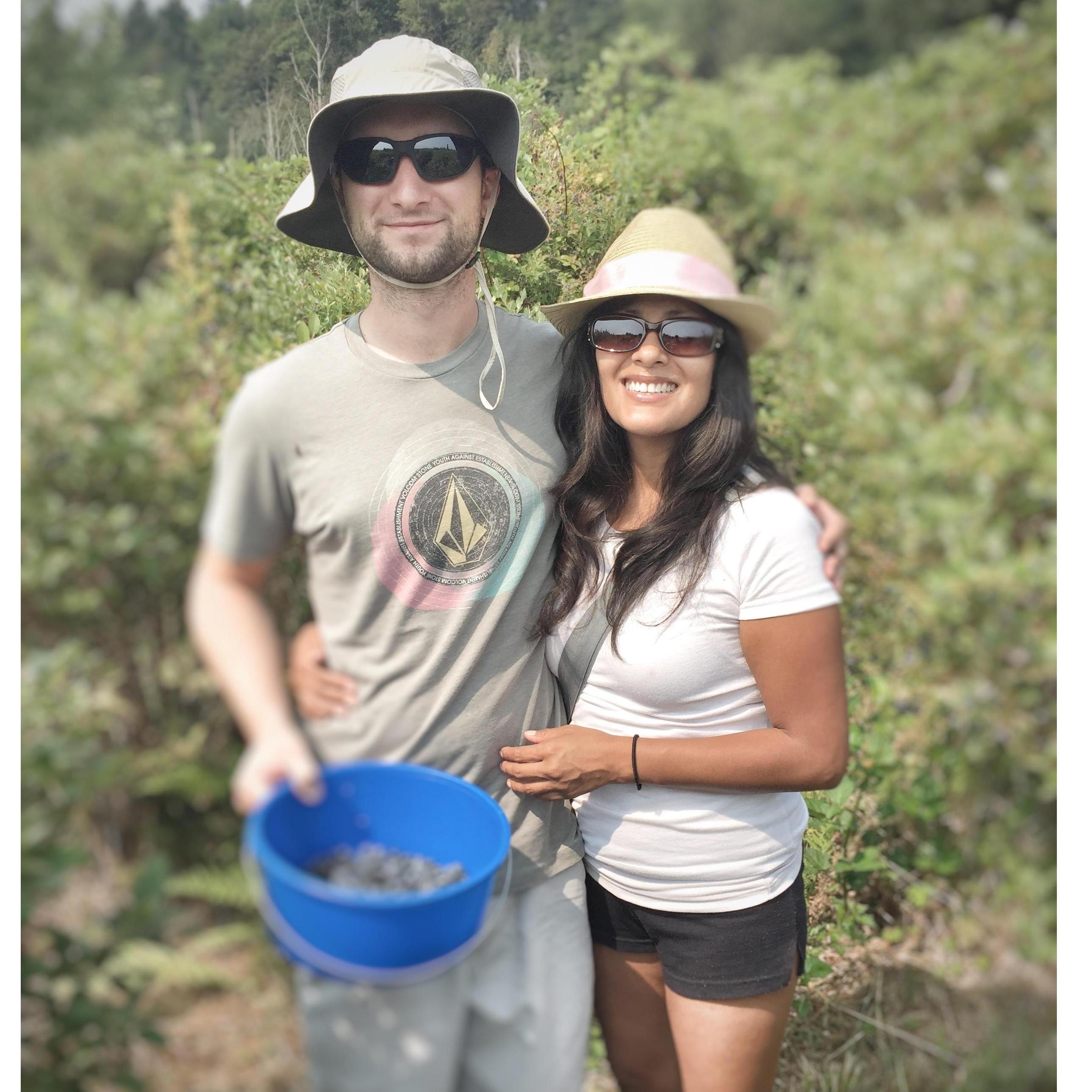 Picking blueberries in Seattle, Washington