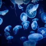 The Florida Aquarium