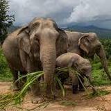 Phuket Elephant Care
