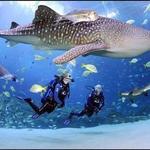 Georgia Aquarium