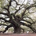 Angel Oak Tree