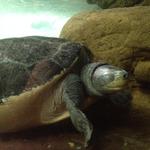 The Bronx Zoo