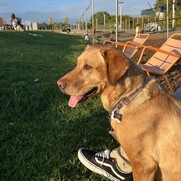 Dog Sitter for Wedding Week 🐾