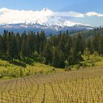 Wy'East Vineyards