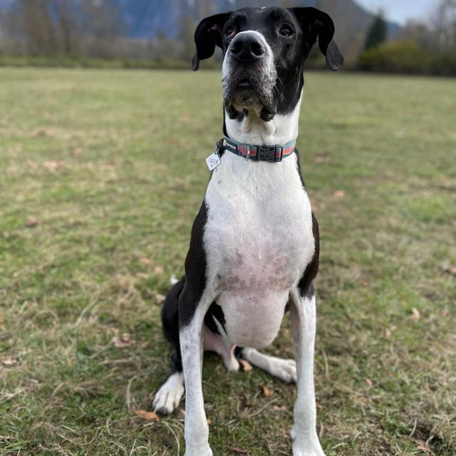 Tater pet sitter for honeymoon