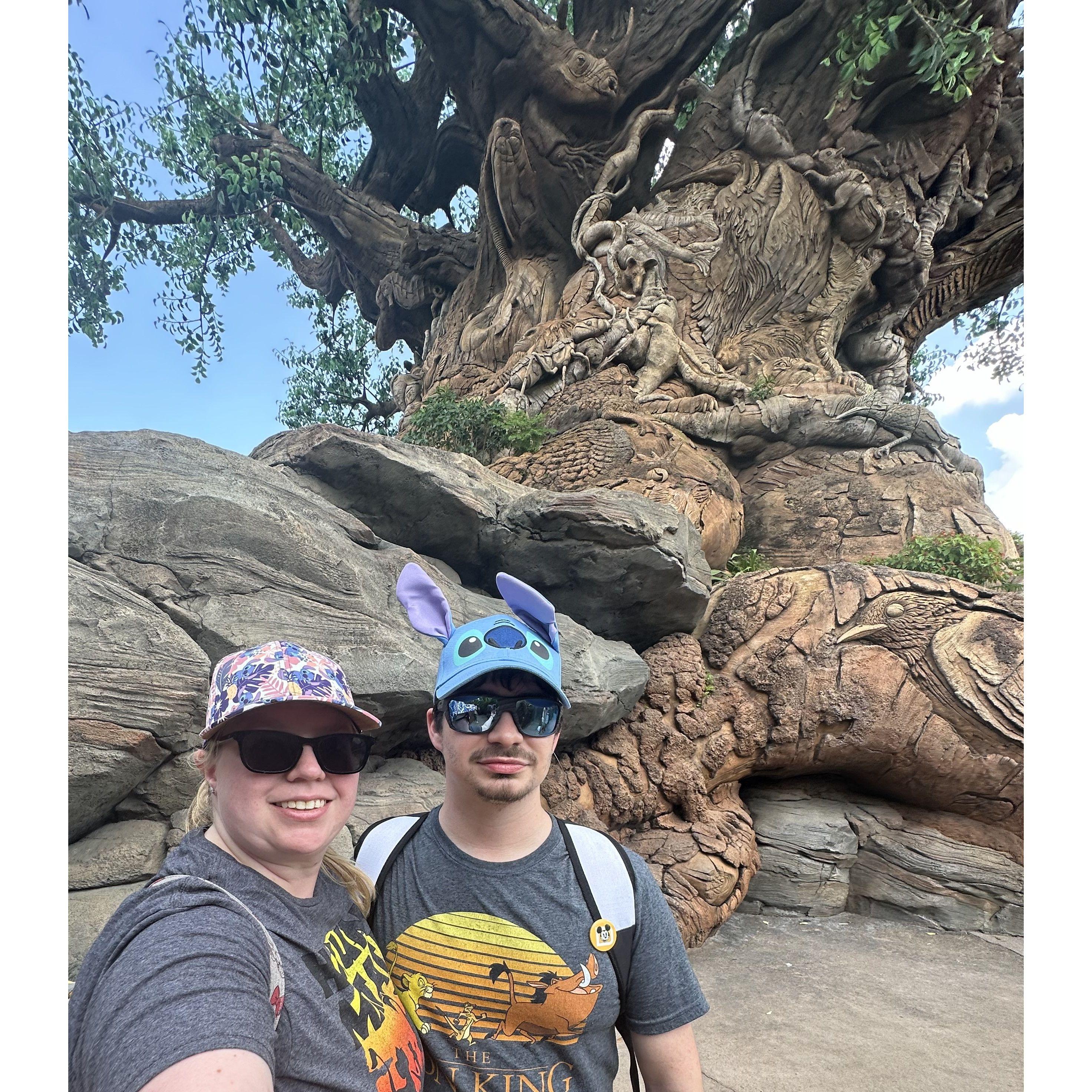 Disney's Animal Kingdom - Tree of Life (8.17.2024)