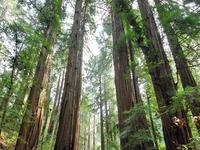 Muir Woods National Monument