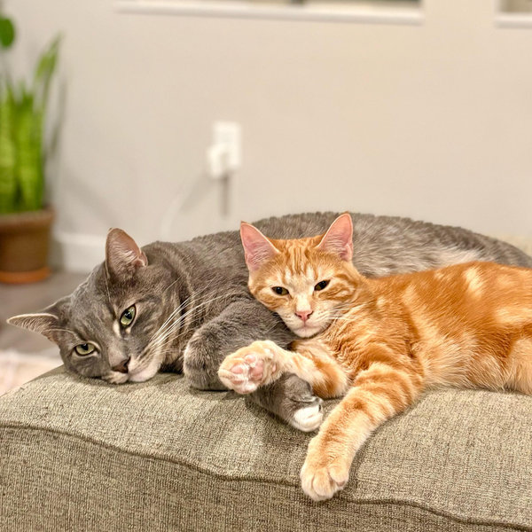 Spoil Sparky and Ginger!