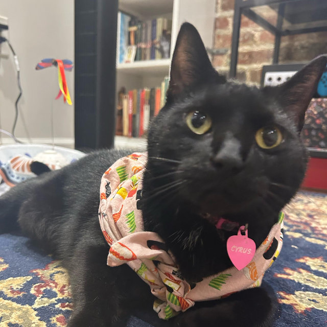 Spoiling Cyrus Fund