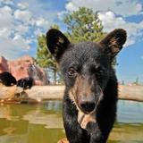 Bear Country USA