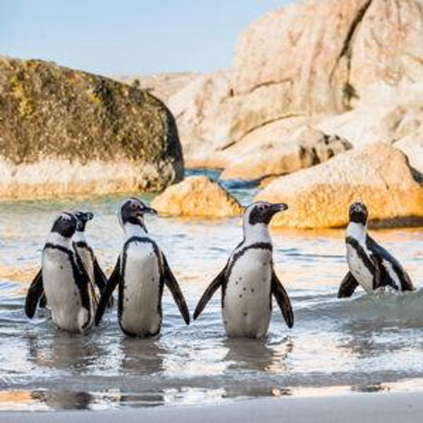 Boulder's Beach Penguin Visit