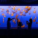 Monterey Bay Aquarium