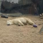 Saint Louis Zoo