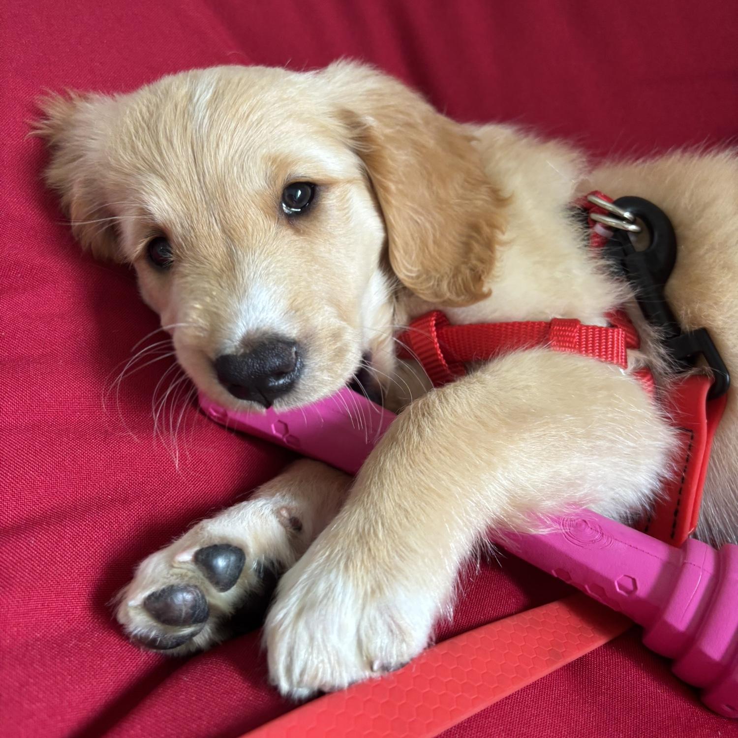 Our fur baby, Copper!