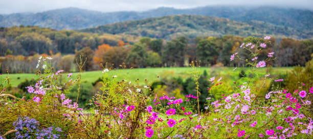 The Wedding Website of Manmeet Kaur and Manveer Singh