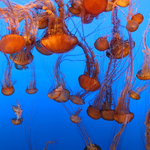 Monterey Bay Aquarium