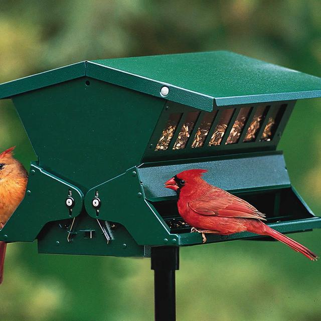 Absolute II Squirrel Proof Bird Feeder