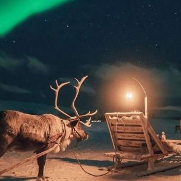 Reindeer sledding in Tromso