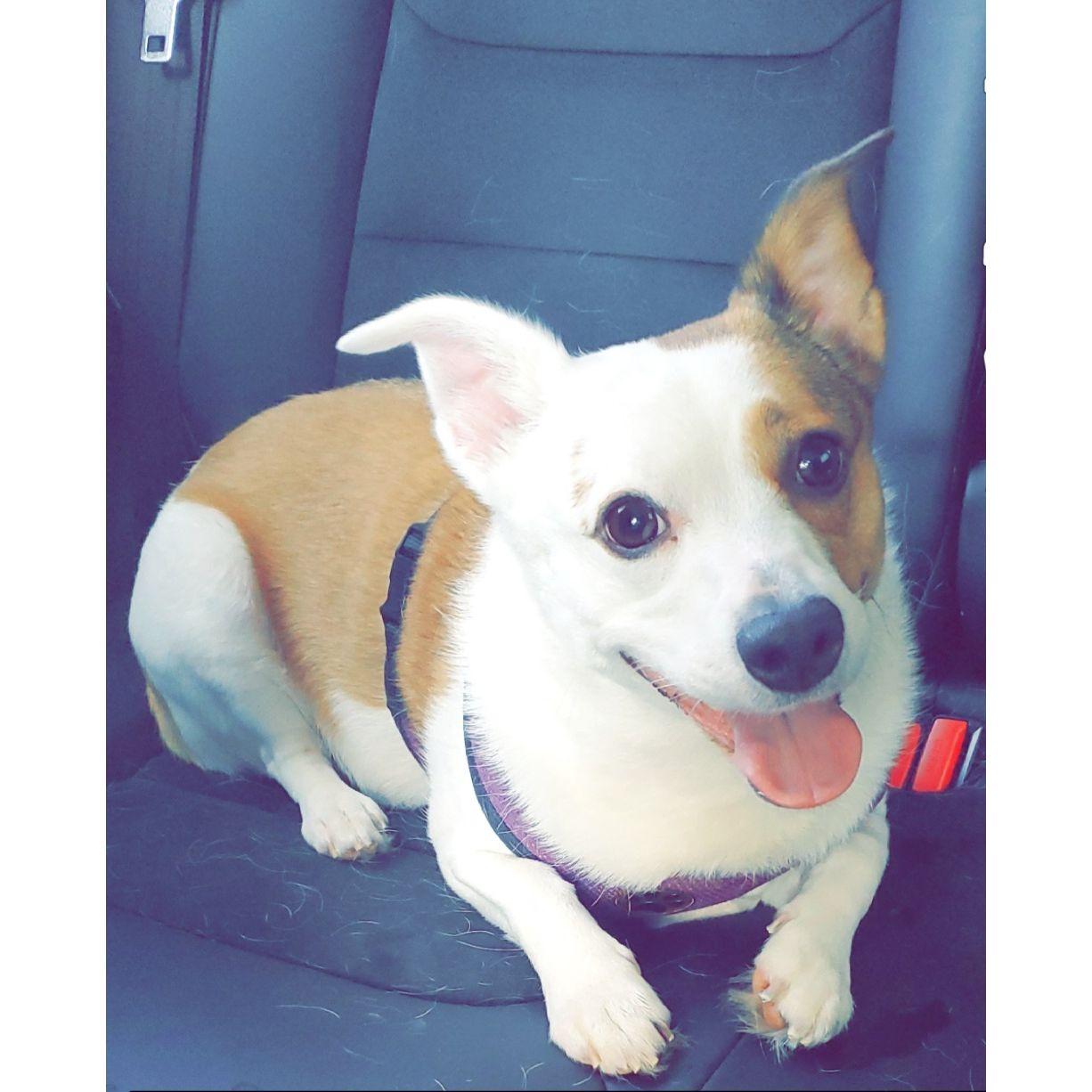 Our spoiled queen of the house