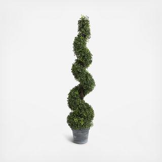 Spiral Boxwood Topiary