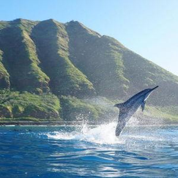 Swim with Dolphins on the West Coast of Oahu
