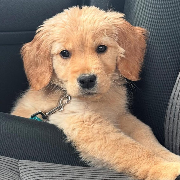Our Future Puppy