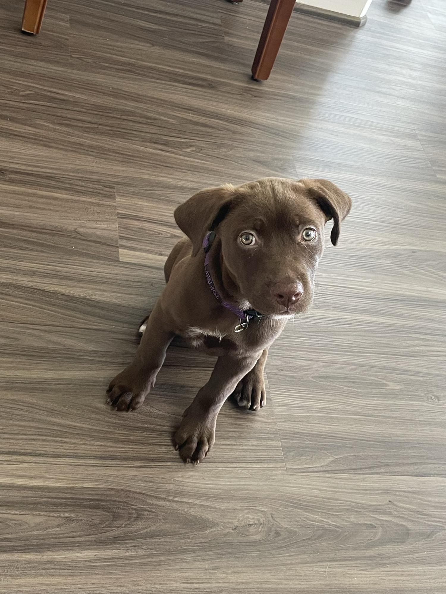First week of our Callie girl!