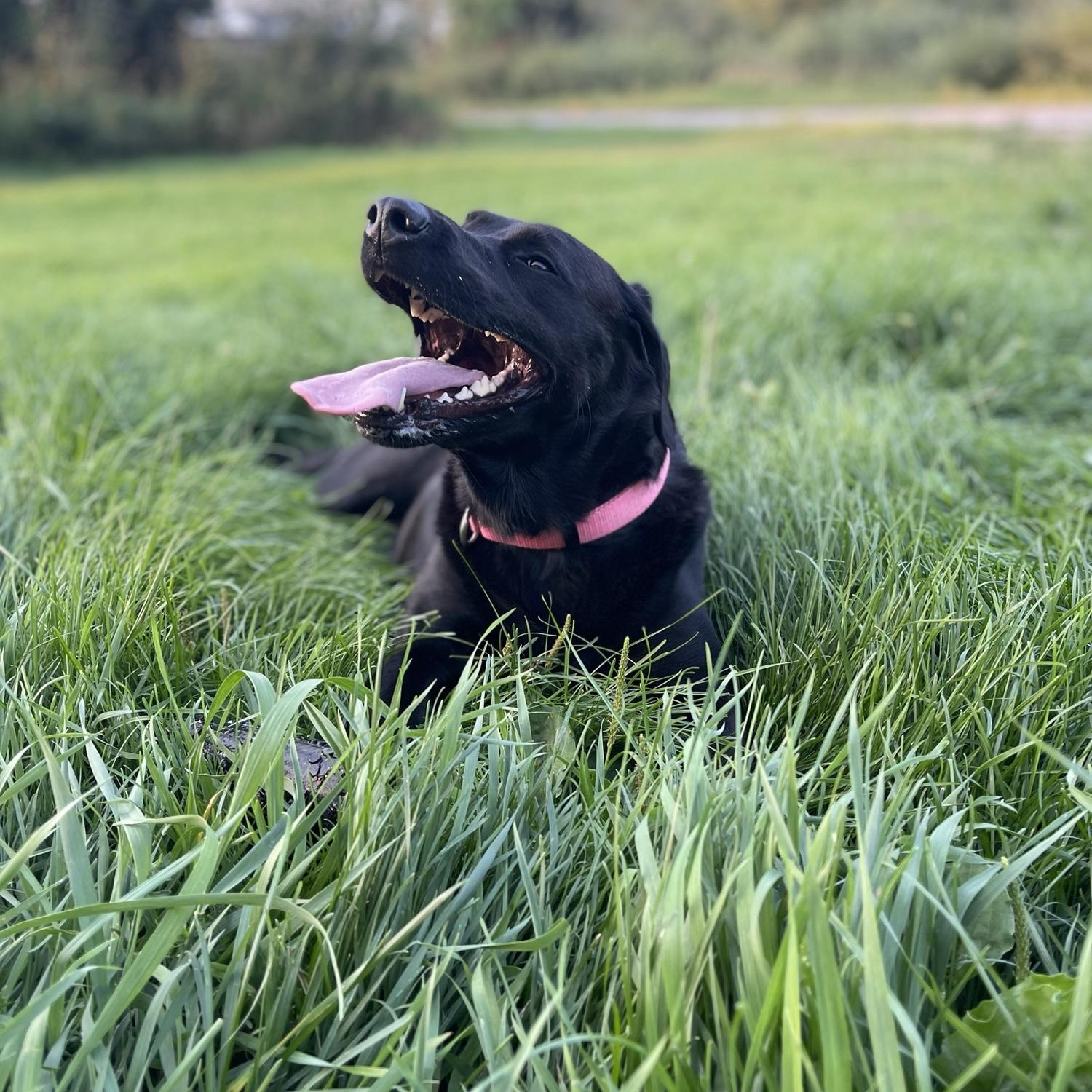 Our beloved dog Kilo. A sweet girl ❤️