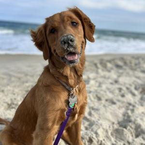 Our Pet Toy Fund