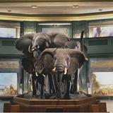 American Museum of Natural History