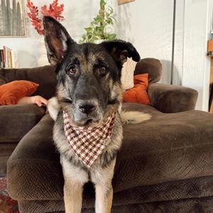 Auggie's Toy Fund