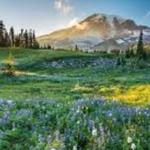 Mount Rainier National Park