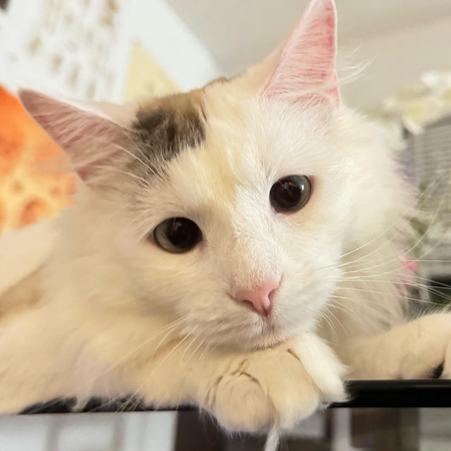 Treats for Tofu