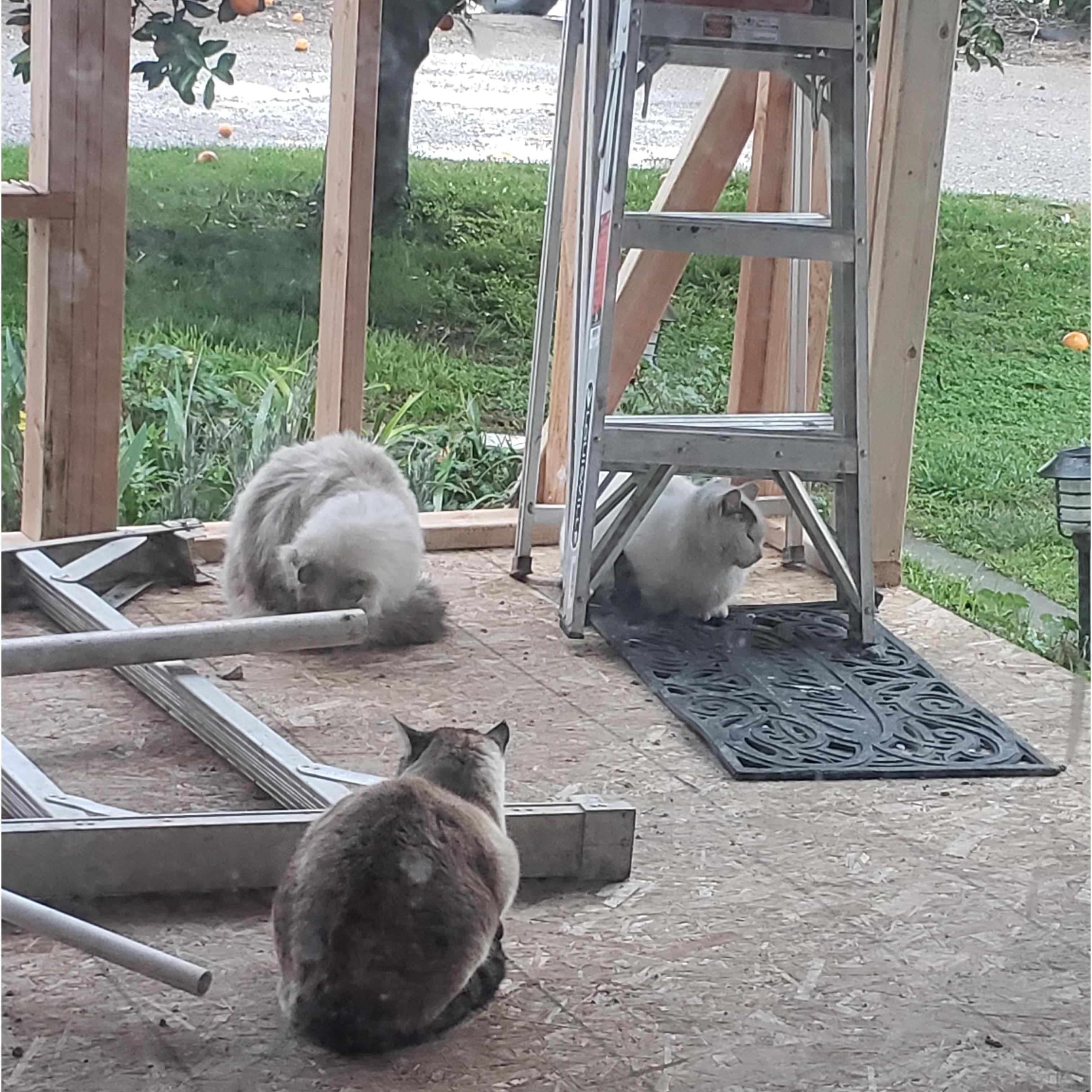 Gotta include the barn cats!