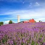 Cape Cod Lavender Farm
