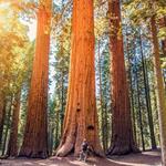 Sequoia National Park