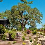 Lasseter Family Winery