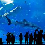 Gran Acuario Mazatlán "Mar de Cortés"