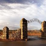 Taste Local Grown Olive Oil at Olivina