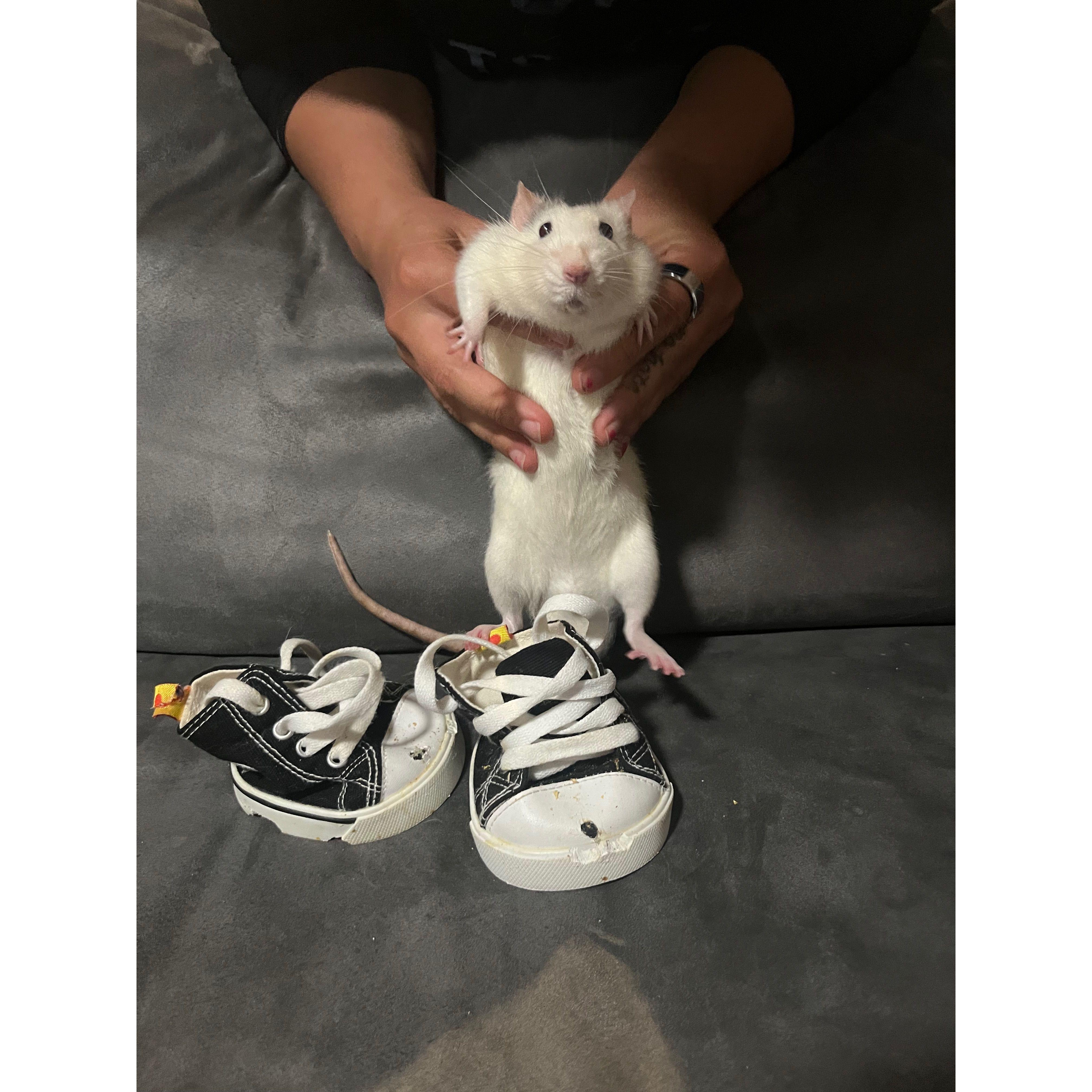 Playing with Dean from the rat pack