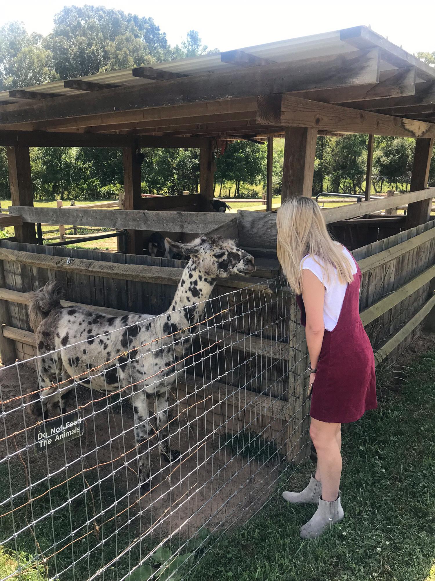 Chocolate Chip - Claxton Farm’s Resident Llama