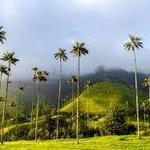 Valle del Cocora